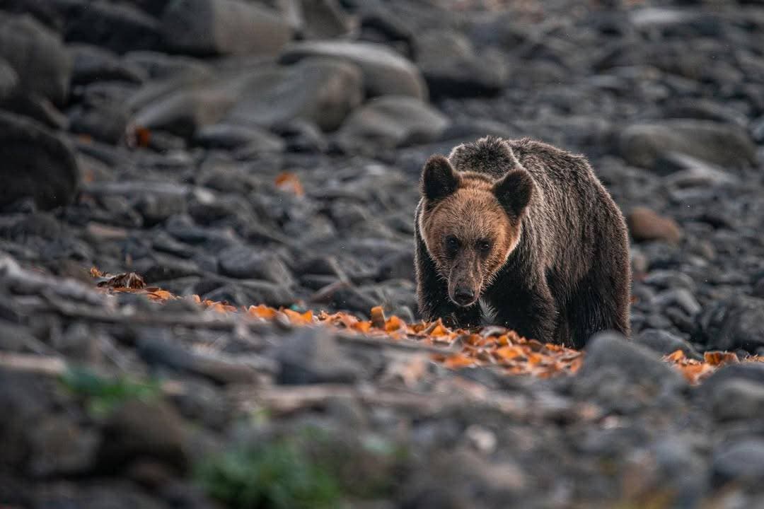 北海道のヒグマ
